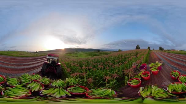 360 Agricoltore Che Trasporta Mais Letto Piatto Dietro Trattore Guida — Video Stock