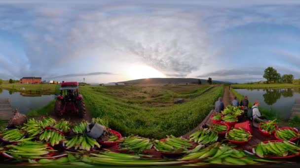360 Clip Tractor Tirando Los Trabajadores Agrícolas Carga Maíz Recién — Vídeo de stock
