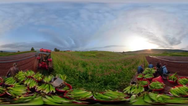 360 Clip Tractor Tirando Una Cama Plana Cargado Con Maíz — Vídeo de stock