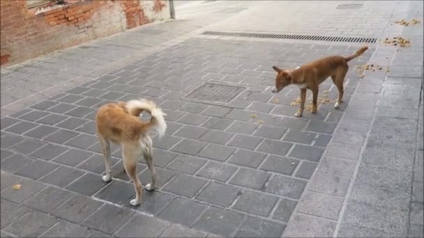 Two Stray Dogs Playing Deserted Sunny Street Andalusian Village Alora — Stock Video