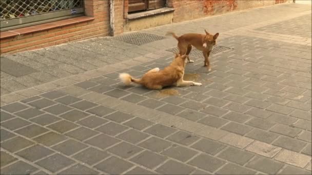 Dva Toulavé Psy Hrají Opuštěné Ulici Andalusské Vesnici Alora — Stock video