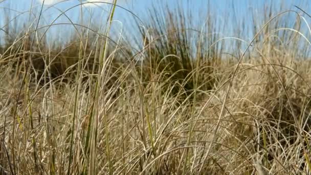 Dune Grass Mild Sommarbris — Stockvideo