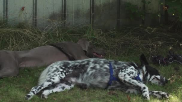 Zwei Süße Hunde Entspannen Auf Einer Grünen Wiese Schatten Eines — Stockvideo
