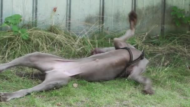 Ein Jagdhund Entspannt Sich Nach Langer Spielzeit Auf Einer Grünen — Stockvideo