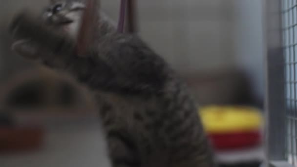 Pequeno Gatinho Cinza Preto Jogando Sua Gaiola Com Tiras Coloridas — Vídeo de Stock