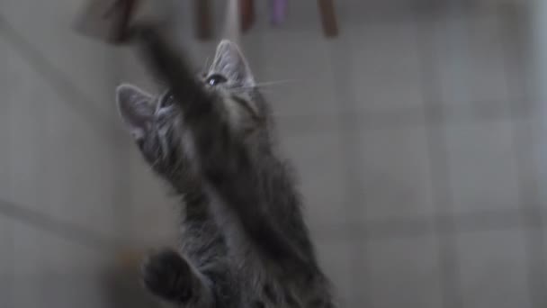 Petit Chaton Debout Sur Deux Jambes Essayant Atteindre Jouet Pour — Video