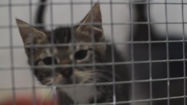 Chaton Mignon Enfermé Dans Une Cage Dans Refuge Pour Animaux — Video