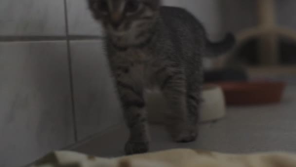 Neugieriges Kätzchen Käfig Eines Tierheims Schaut Aus Dem Käfig — Stockvideo