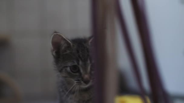 Gros Plan Petit Chaton Jouant — Video