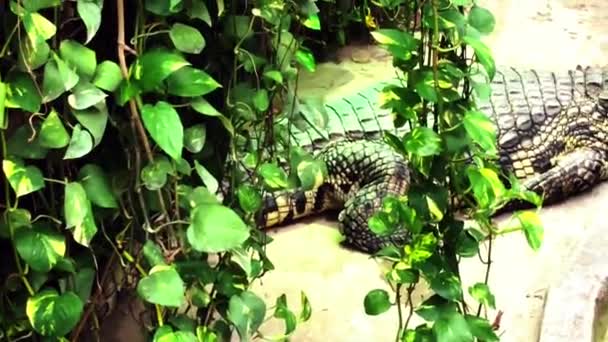 Zout Water Crocdile Een Dierentuin Denemarken — Stockvideo