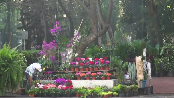 Homme Âgé Vendant Des Fleurs Colorées Dans Parc Par Matin — Video