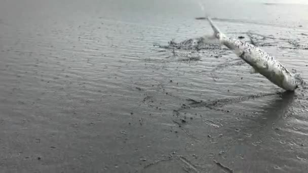 漁師が豊作した後 海岸に飛び込む魚の4K高精細映像 — ストック動画