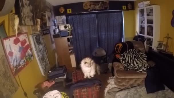 Δύο Γάτες Αράζουν Ένα Διαμέρισμα Καλλιτεχνικού Μουσικού Πάρτι Μια Γάτα — Αρχείο Βίντεο