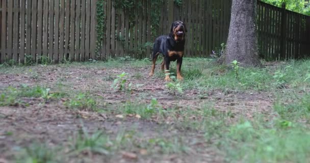 在后院玩耍的大狗 — 图库视频影像