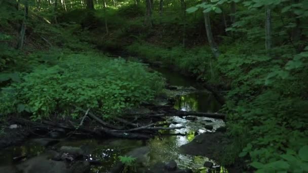 Strumień Bieżącej Wody Otoczony Zielenią — Wideo stockowe