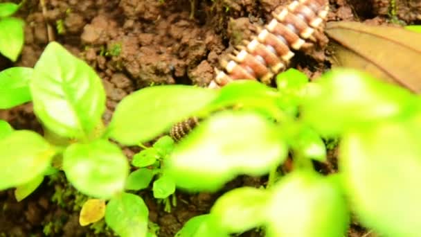 Άποψη Της Caterpillar Φαγούρα Σκώρος — Αρχείο Βίντεο