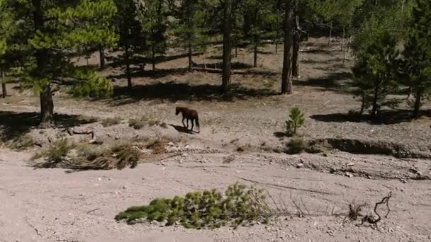 Drone Volgt Wild Paard Het Bos — Stockvideo