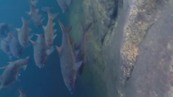 Veel Vissen Onder Water Zijn Zoek Naar Voedsel — Stockvideo