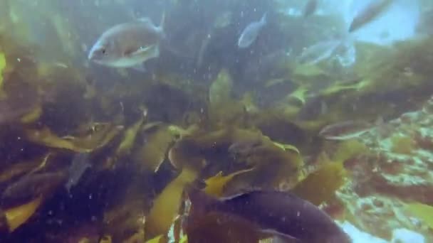 Fische Seetang Trübes Wasser Boulders Beach Kapstadt — Stockvideo