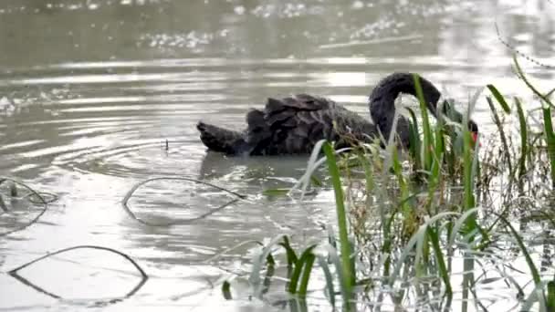 Cisne Negro Alimentando Alguma Grama Longa Santuário Balyang Geelong Victoria — Vídeo de Stock