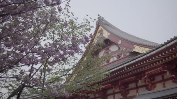 Ανθίζει Κεράσι Στο Ναό Sens Κατά Διάρκεια Της Άνοιξης Sakura — Αρχείο Βίντεο