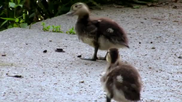 Ducklings Een Park Dresden — Stockvideo