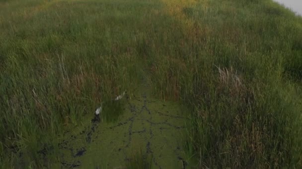 Drone Shot Van Zwanen Zwemmen Door Het Dikke Riet Vijver — Stockvideo