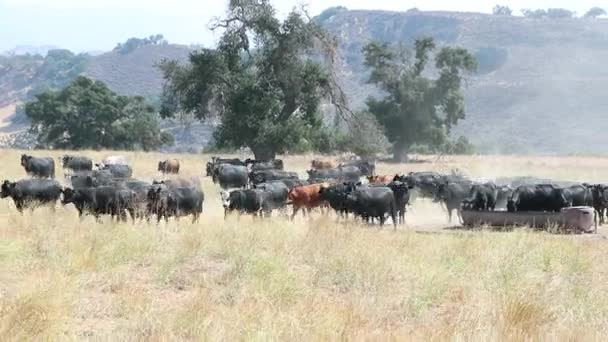 Herd Van Zwarte Angus Vee Meanderend Door Het Veld Terwijl — Stockvideo