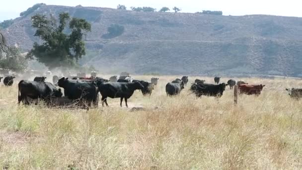 Herd Van Zwarte Angus Vee Krijgt Een Drankje Van Water — Stockvideo
