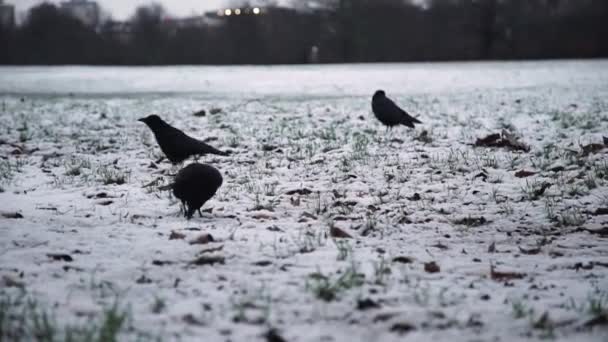 雪に覆われたロンドン公園の鳥 — ストック動画