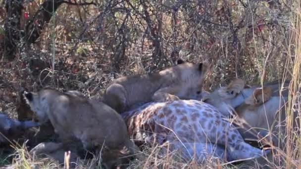 Λιονταράκια Προσπαθούν Φάνε Μια Καμηλοπάρδαλη Που Σκότωσε Μητέρα Τους Δόντια — Αρχείο Βίντεο