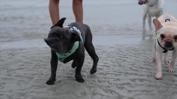 法国斗牛犬在海滩上慢吞吞地摇晃着 — 图库视频影像