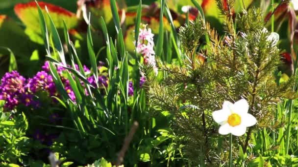 Witte Narcis Bloem Narcis Tuin — Stockvideo