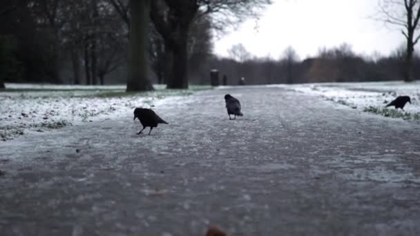 ロンドン公園の鳥 — ストック動画