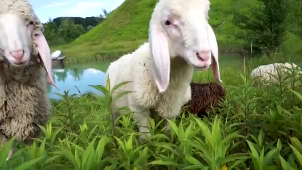 Ovejas Pequeñas Pastando Los Campos — Vídeos de Stock