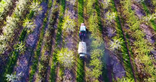 Трактор Распыляет Инсектицид Цветущем Вишневом Саду Вид Воздуха — стоковое видео