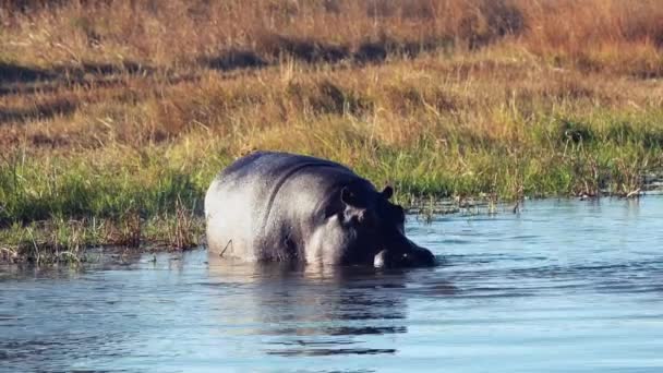 Hippopotame Ventilateurs Queue Tout Déféquant Dans Rivière Cela Répand Fumier — Video