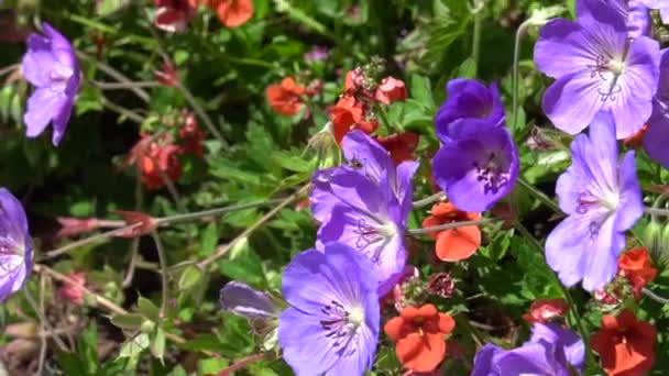 Eine Biene Fliegt Zwischen Blüten Und Sammelt Pollen — Stockvideo