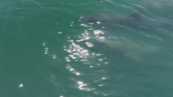 Δελφίνια Που Κολυμπούν Στον Ωκεανό Μαζί Βάρκα — Αρχείο Βίντεο