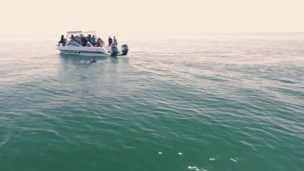 Dolphins Swimming Ocean Alongside Boat — Stock Video