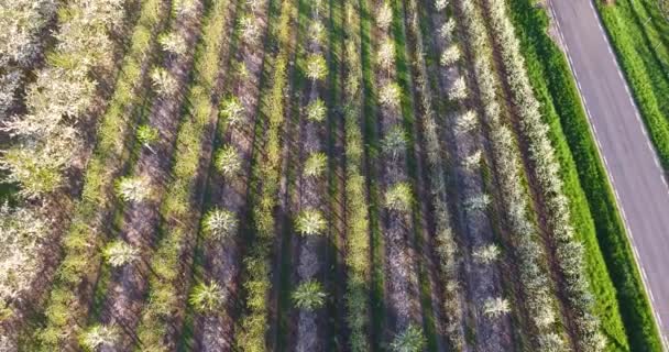 Вид Воздуха Большую Высоту Глядя Вниз Вишневый Цветок Короны Вишни — стоковое видео