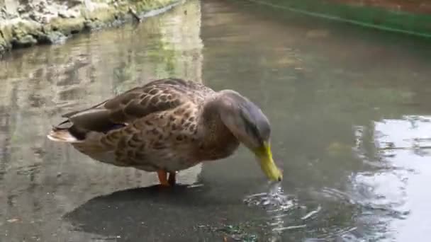 Närbild Anka Floden Leka Och Rengöra Sig Själv Oxford — Stockvideo