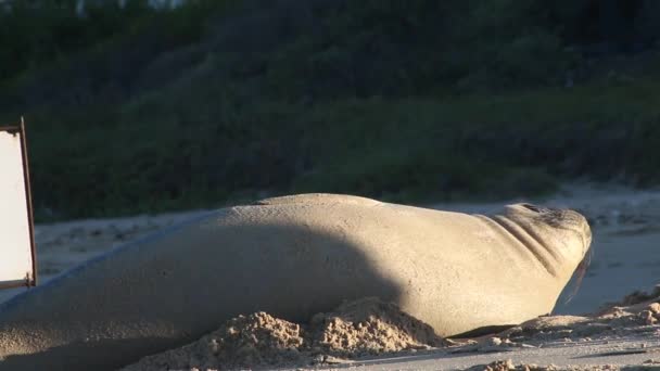 Sceller Sur Rivage Posé Sur Sable Regardant Paresseusement Caméra — Video