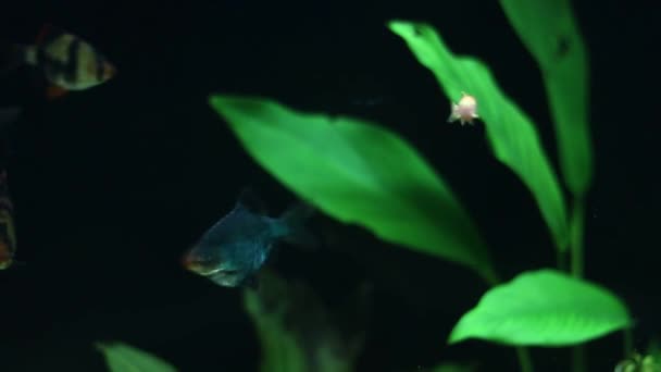 Zoetwatervissen Zwemmen Rond Een Aquarium Met Planten Een Zwarte Achtergrond — Stockvideo