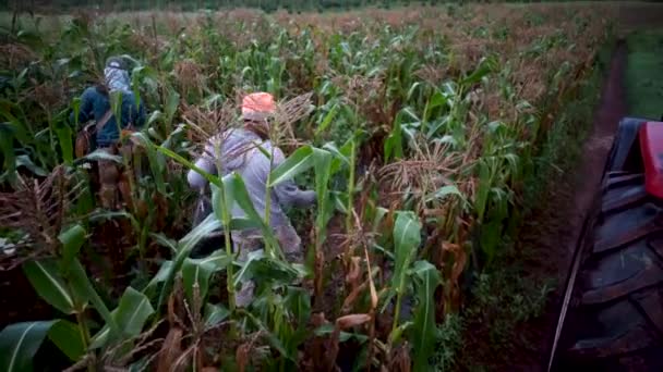 Agricultores Recogiendo Maíz Los Campos Maíz — Vídeos de Stock