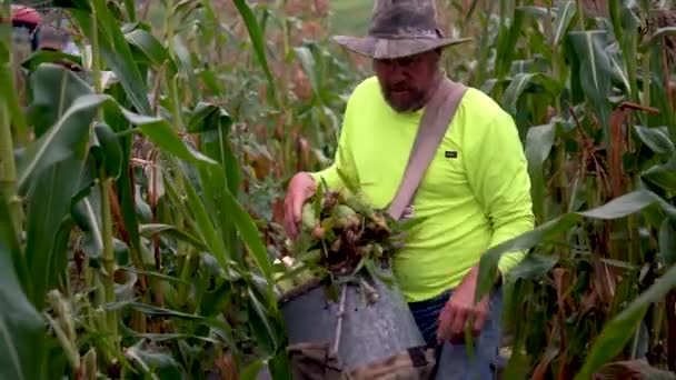 Agricultor Recogiendo Maíz Mano Empaquetándolo Una Canasta — Vídeo de stock