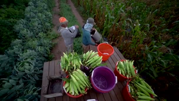 Širokoúhlý Záběr Zemědělců Kteří Upravují Farmu Rovinatém Korytě Jdou Ven — Stock video