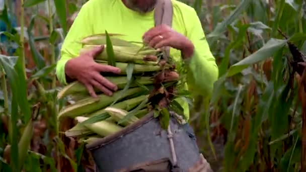 Boer Houdt Een Grote Bundel Maïs Vast Terwijl Hij Het — Stockvideo