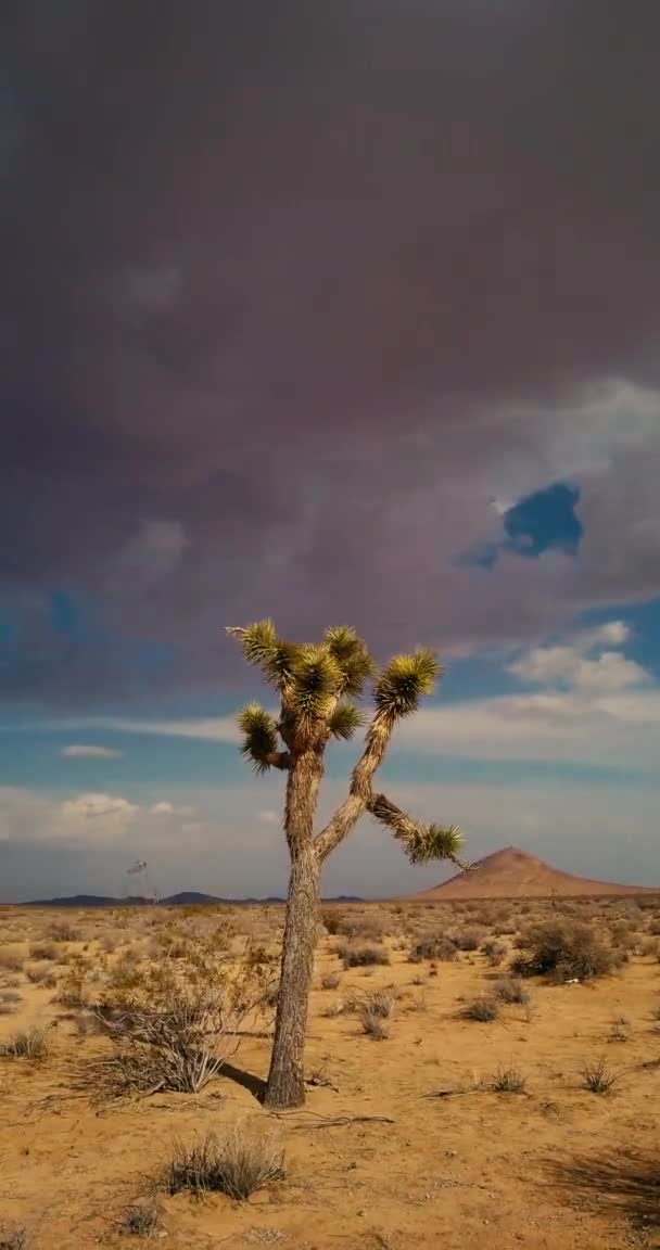 Joshua Drzewo Pustyni Mojave Ciemnymi Chmurami Burzowymi Vertical Spinning Shot — Wideo stockowe