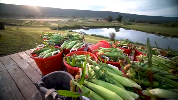 Koše Čerstvě Sklizené Kukuřice Při Východu Slunce Farmě — Stock video